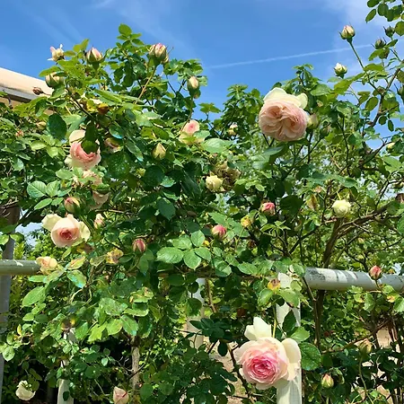 Ca' Viola San Pietro in Trento