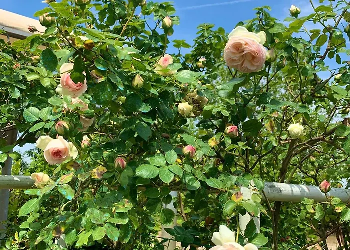 Ca' Viola San Pietro in Trento